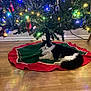cat, christmas_tree, tree_skirt, ornaments, lights, holiday, festive, black_and_white, feline, floor, wooden_floor, indoor, decorations, relaxing, pet, holiday_decor, christmas_lights, home, celebration, cozy