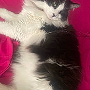 Tucker is registered to the contest to win money with this photo: cat, black_and_white, fluffy, pet, indoor, lying_down, pink_blanket, fur, relaxed, face, whiskers, animal, cute, domestic_cat, green_eyes, cozy, sleepy, closeup, soft, resting