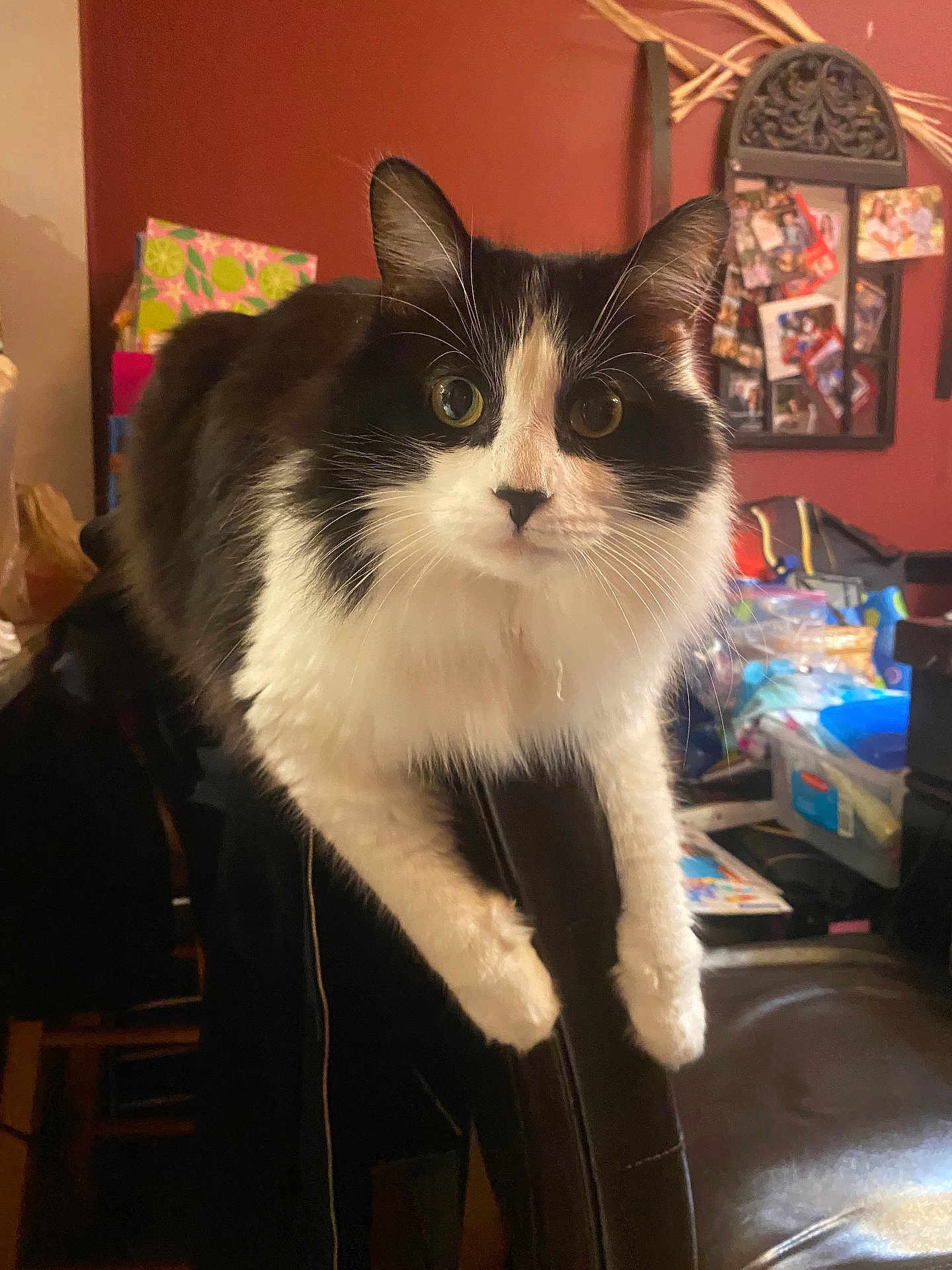 Tucker is registered to the contest to win money with this photo: cat, black_and_white, pet, indoor, chair, furniture, curious, wide_eyes, fluffy, domestic_animal, whiskers, household, cluttered_room, photo_display, backrest, looking, animal, mammal, cute, companion