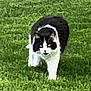 Tucker is registered to the contest to win money with this photo: cat, black_and_white, grass, outdoor, animal, pet, walking, nature, green, fur, mammal, field, wildlife, cute, small, eyes, whiskers, ground, stalking, domestic