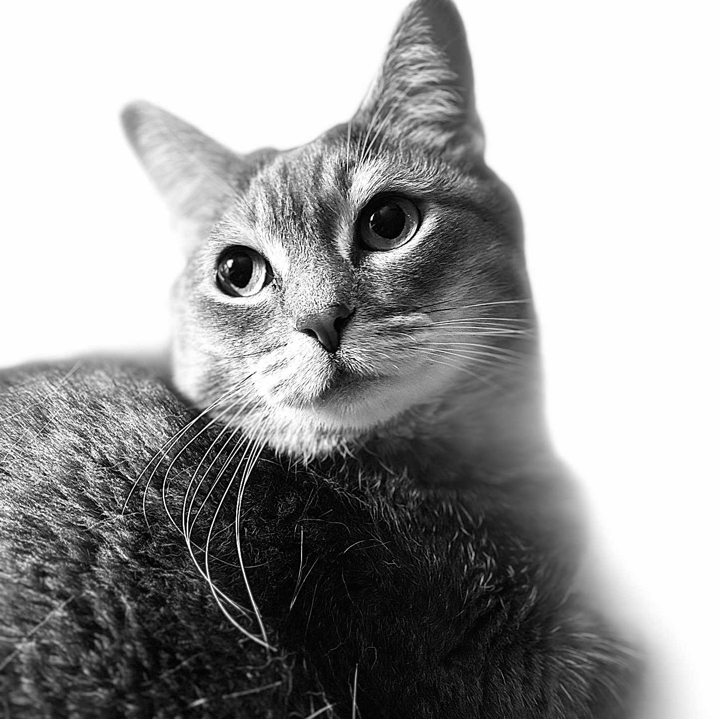 Lily joined the competition — help win amazing prizes! animal, black_and_white, calm, cat, close_up, cute, detailed, domestic_cat, ears, eyes, face, feline, fur, indoor, looking_away, pet, portrait, soft_light, texture, whiskers