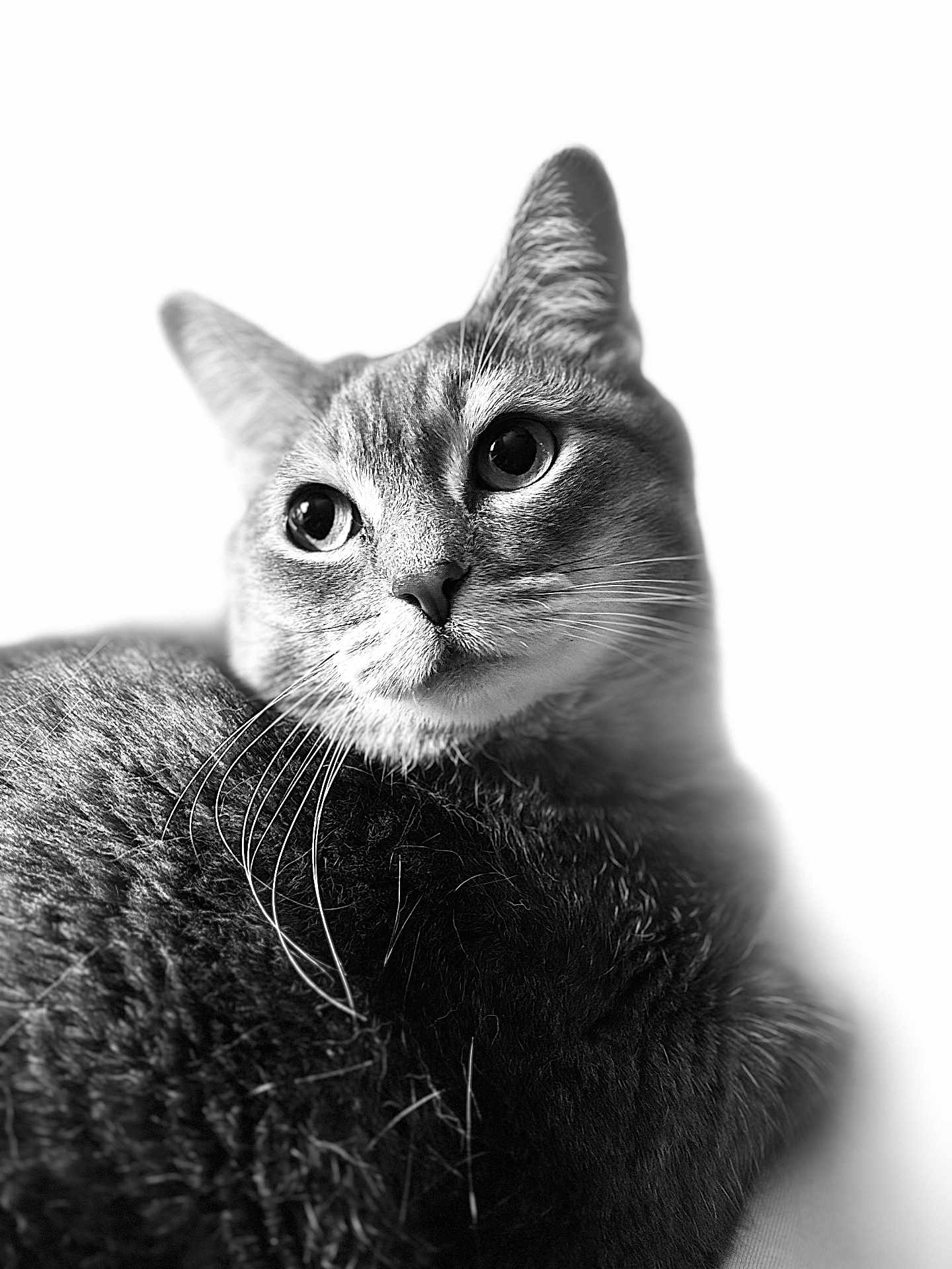 Lily joined the competition — help win amazing prizes! cat, close_up, black_and_white, fur, whiskers, portrait, animal, pet, face, eyes, ears, feline, looking_away, soft_light, detailed, texture, cute, domestic_cat, calm, indoor