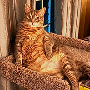 Lily is registered to the contest to win money with this photo: cat, tabby, feline, pet, indoor, lounging, curtains, window, carpeted_cat_tree, relaxed, fluffy, orange_light, whiskers, looking_at_camera, fur, paw, home, cozy, resting, animal