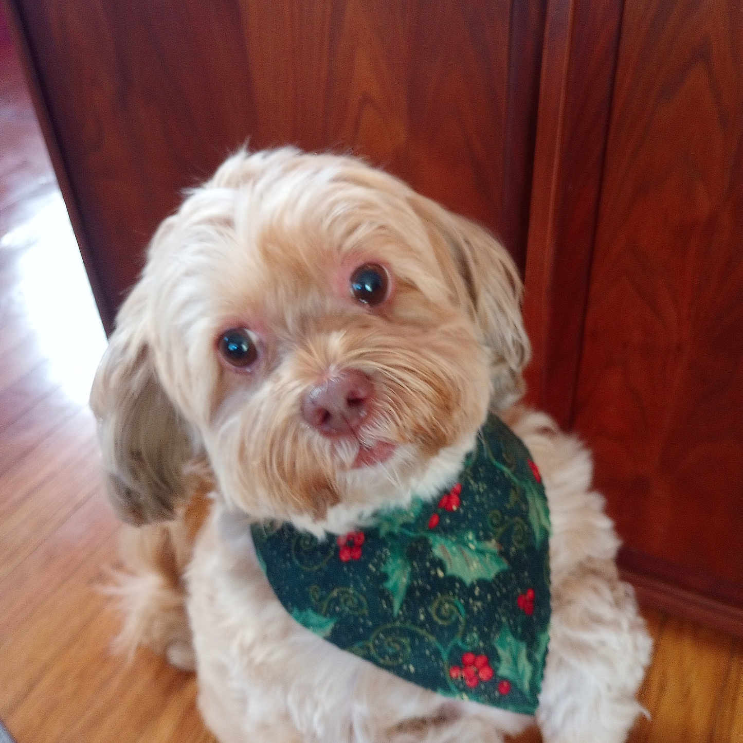 Cora joined the competition — help win amazing prizes! accessories, animal, bandana, cabinet, canine, closet, dog, drawer, formalwear, furniture, hardwood, headband, pet, plywood, poodle, puppy, strap, terrier, tie, wood