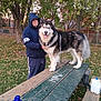 animal, autumn, bench, canine, casual_clothing, dog, fall, fence, grass, hoodie, large_dog, leaves, milk_jug, outdoor, park, person, pet, picnic_table, tree, water_bottle
