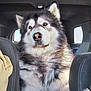 Scout joined the competition — help win amazing prizes! dog, alaskan_malamute, fluffy, pet, car_interior, backseat, window, sunlight, fur, portrait, large_dog, animal, mammal, domestic_animal, sitting, indoors, vehicle, seat, head, ears