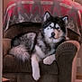 Scout is registered to the contest to win money with this photo: dog, alaskan_malamute, armchair, blanket, indoor, pet, fur, cozy, relaxed, living_room, carpet, resting, canine, animal, cute, mammal, chair, fluffy, home, comfort