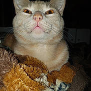 Chunkers joined the competition — help win amazing prizes! cat, pet, feline, whiskers, close_up, portrait, orange_eyes, pink_nose, fur, tabby, blanket, cozy, indoor, flash_photo, macro, cute, expression, ears, bed, domestic_animal