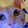 cat, close_up, whiskers, big_eyes, orange_cat, ginger, pet, feline, portrait, indoor, curious, nose, fur, ear, macro, cute, domestic_cat, eye_reflection, front_view, pupil