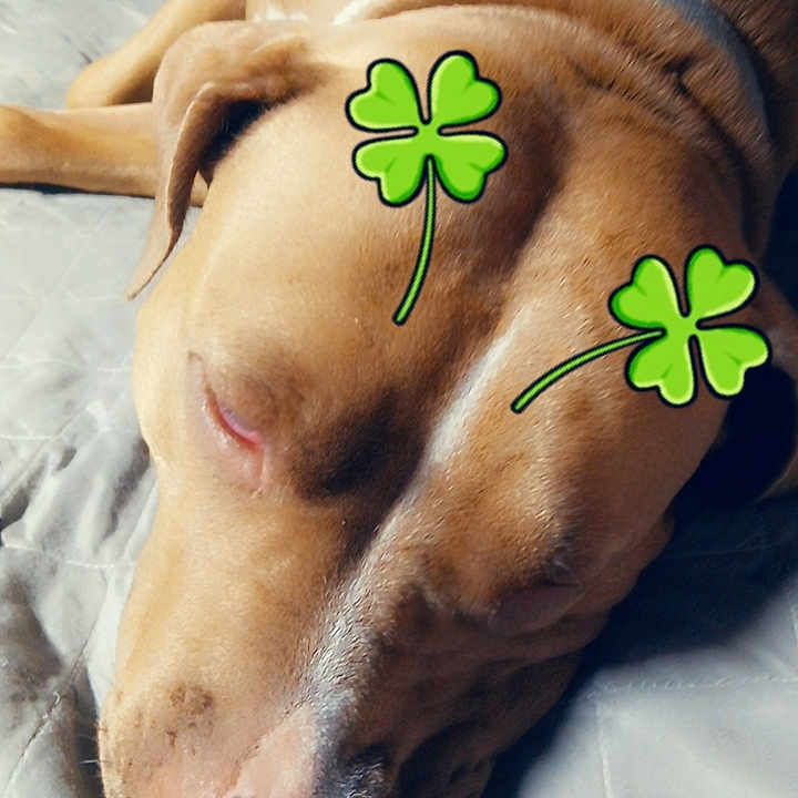 Novalee B is registered to the contest to win money with this photo: animal, baby, bodypart, boxer, bulldog, canine, dog, face, finger, flower, hand, head, hound, labradorretriever, person, pet, pitbull, plant, puppy, sleeping