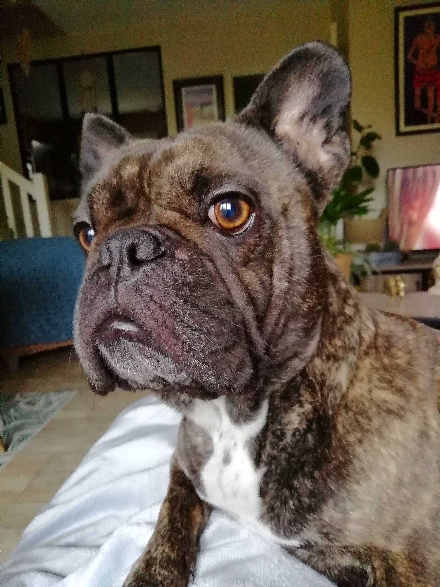 Jade participe au concours pour gagner de l'argent avec cette photo : bulldog, canidae, carnivore, chair, collar, companion_dog, dog, dog_breed, dog_collar, ear, fawn, non_sporting_group, picture_frame, snout, sporting_group, terrestrial_animal, toy_dog, whiskers, working_animal, wrinkle