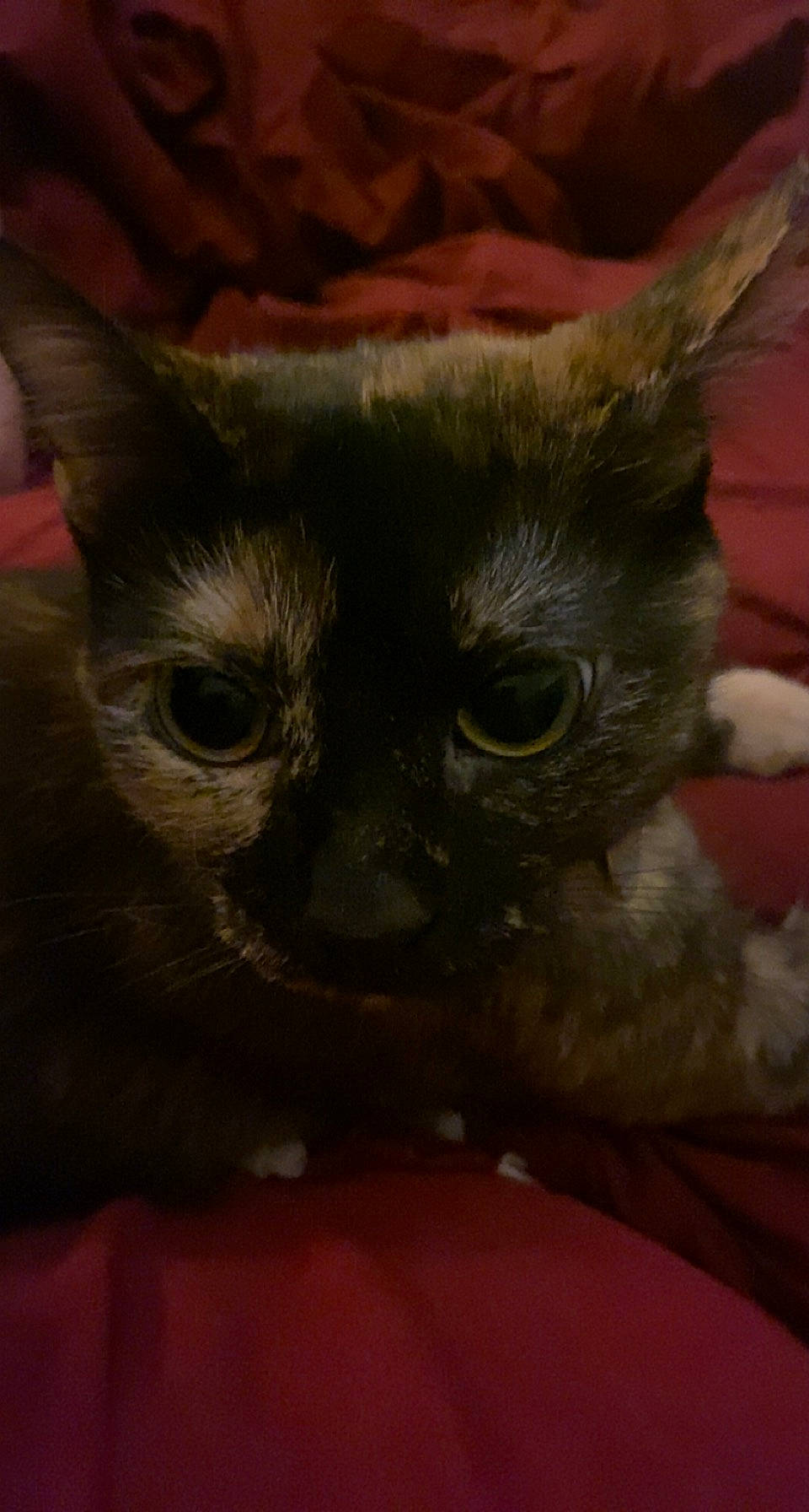 Journey joined the competition — help win amazing prizes! black_cat, carnivore, cat, cat_supply, claw, comfort, domestic_short_haired_cat, ear, eye, fawn, felidae, fur, small_to_medium_sized_cats, snout, tail, terrestrial_animal, whiskers, window