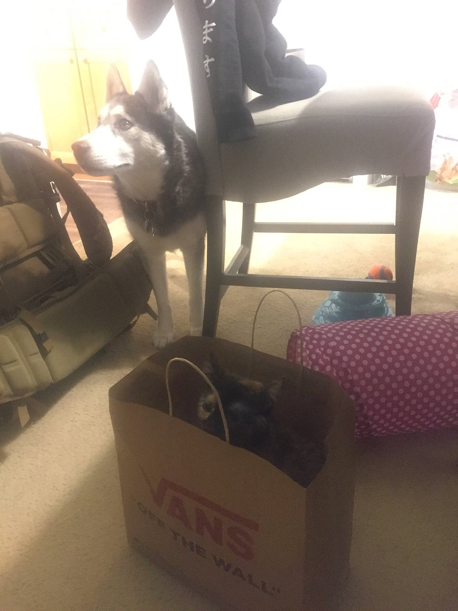 Journey is registered to the contest to win money with this photo: bag, carnivore, carton, chair, comfort, companion_dog, dog, dog_breed, felidae, flooring, human_leg, luggage_and_bags, mammal, office_chair, room, shipping_box, sitting, thigh, toy_dog, vertebrate