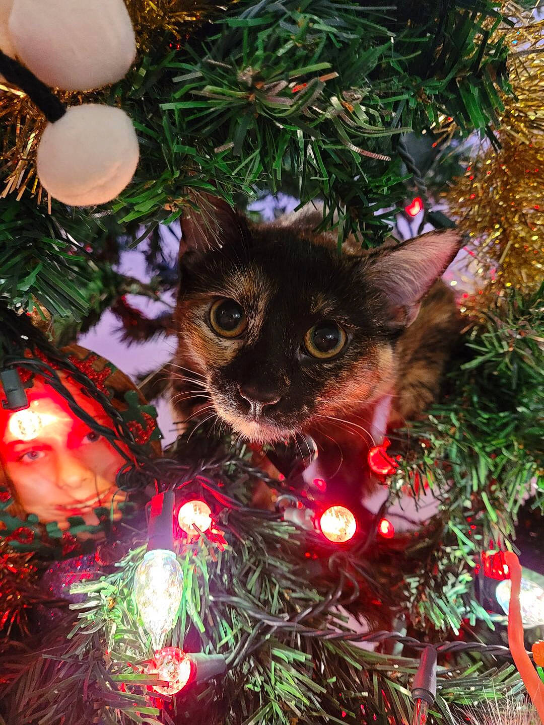 Journey joined the competition — help win amazing prizes! branch, carnivore, cat, christmas, christmas_decoration, christmas_ornament, christmas_tree, conifer, event, evergreen, grass, holiday, holiday_ornament, larch, light, ornament, shortstraw_pine, tradition, whiskers, woody_plant