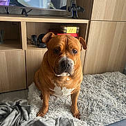 Veronique.bellanger participe au concours pour gagner de l'argent avec cette photo : blanket, brown_dog, curious, dog, ears, expression, fur, furniture, game_controller, home, indoor, living_room, muzzle, paws, pet, portrait, shaggy_rug, sitting, tv, wooden_shelf