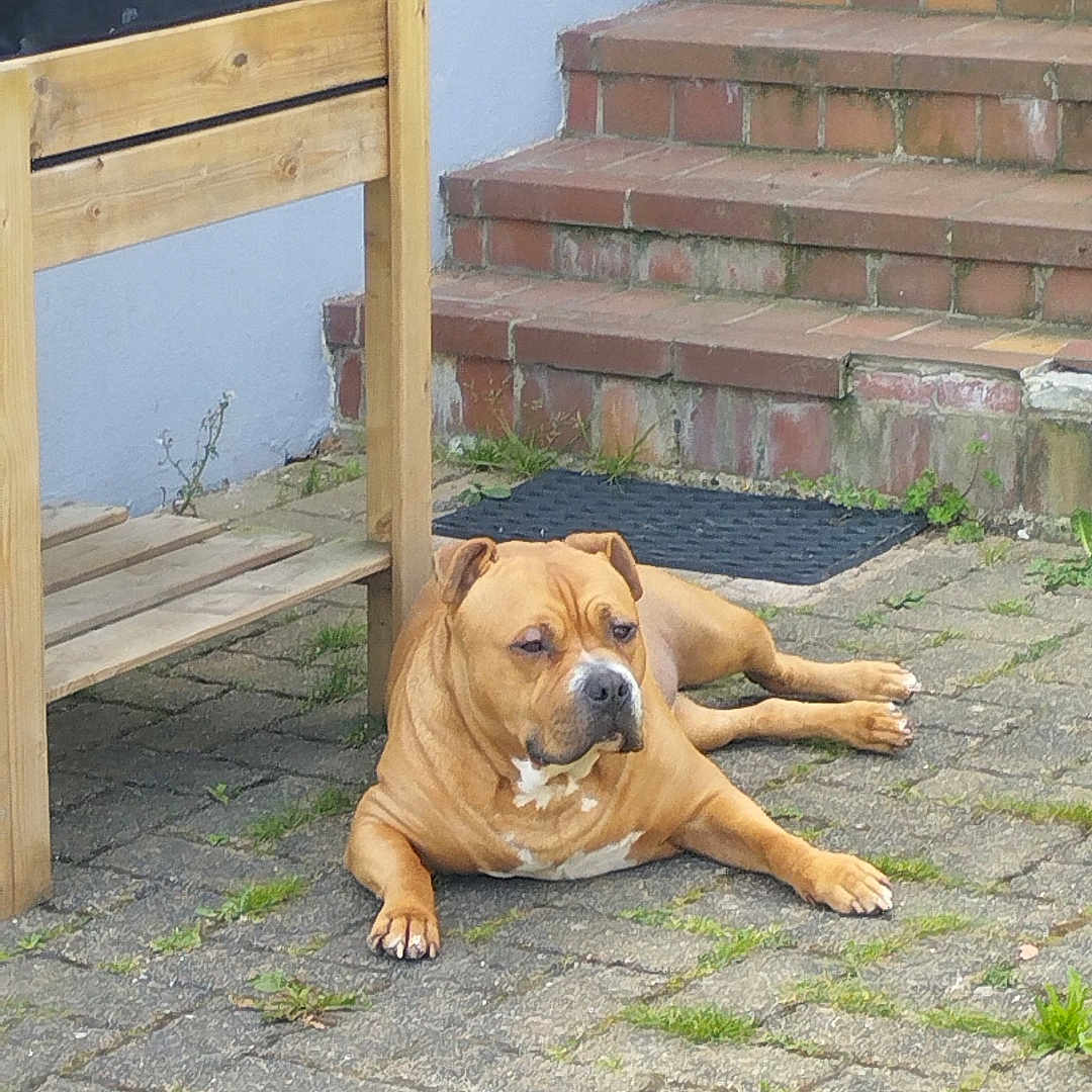 Veronique.bellanger participe au concours pour gagner de l'argent avec cette photo : brick_steps, brown_dog, dog, grass, lying_down, mat, muzzle, outdoor, pavement, paws, pet, porch, relaxed, residential, short_fur, stoic_expression, tiled_steps, weeds, white_chest_marking, wooden_planter