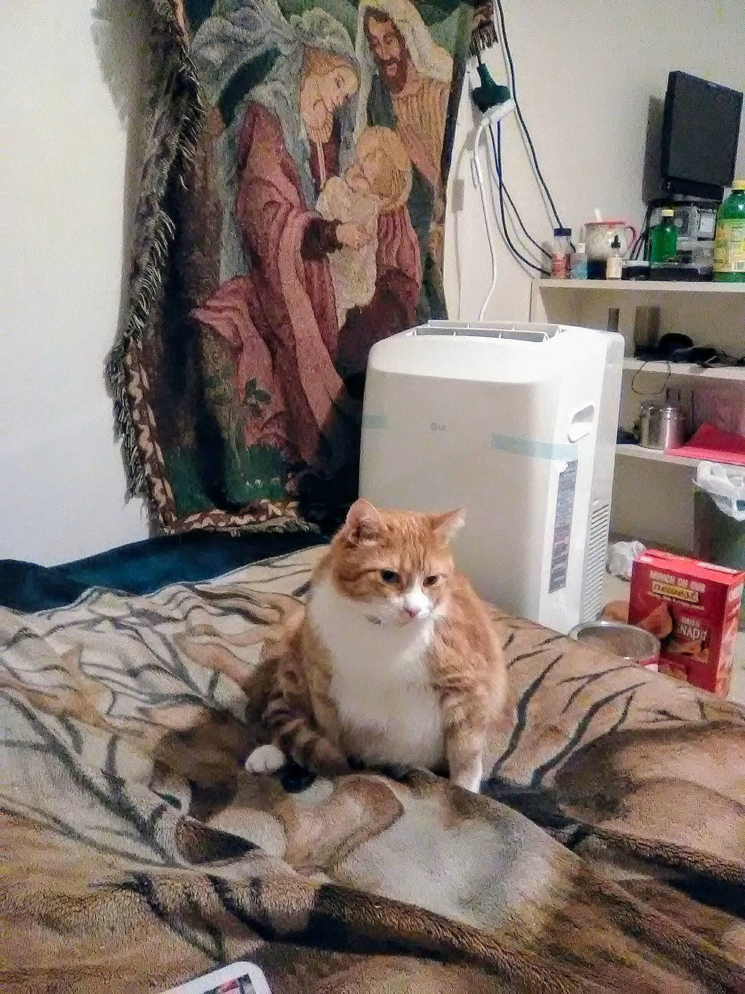 Peace is registered to the contest to win money with this photo: art, bedding, carnivore, cat, comfort, domestic_short_haired_cat, fawn, felidae, flooring, fur, home_appliance, linens, plant, room, sitting, small_to_medium_sized_cats, tail, tree, whiskers, wood