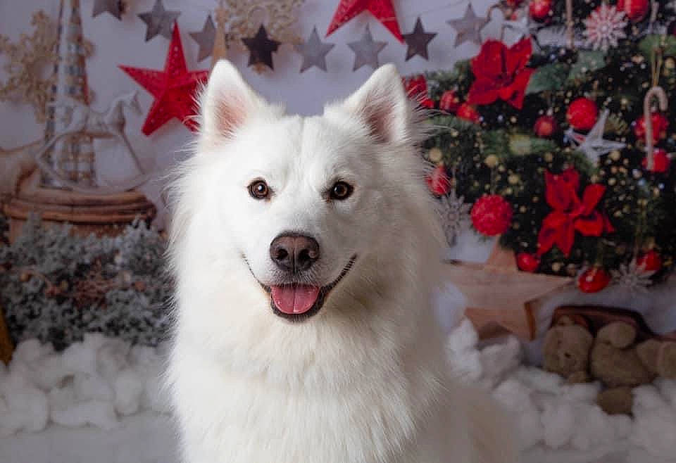Kingsley is registered to the contest to win money with this photo: canidae, carmine, carnivore, companion_dog, dog, dog_breed, event, flowerpot, freezing, fur, indian_spitz, plant, samoyed, snow, spitz, sporting_group, volpino_italiano, whiskers, winter, working_animal