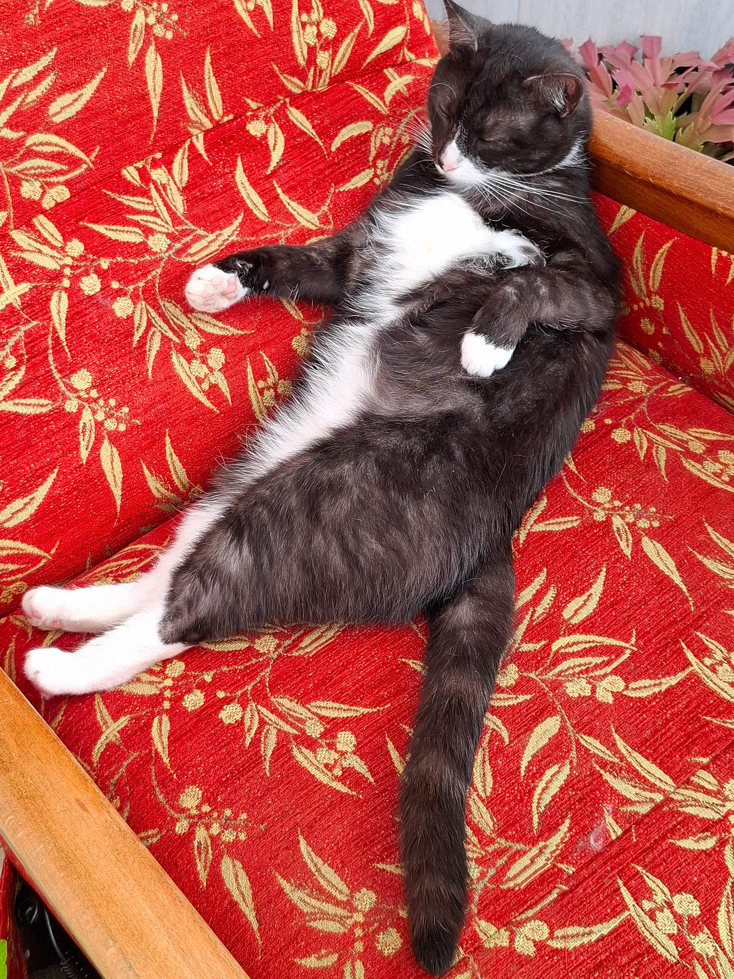 Rouky participe au concours pour gagner de l'argent avec cette photo : abyssinian, angora, animal, armchair, bed, blanket, cat, chair, couch, cushion, egyptiancat, furniture, homedecor, kitten, manx, person, pet, quilt, sleeping, wood