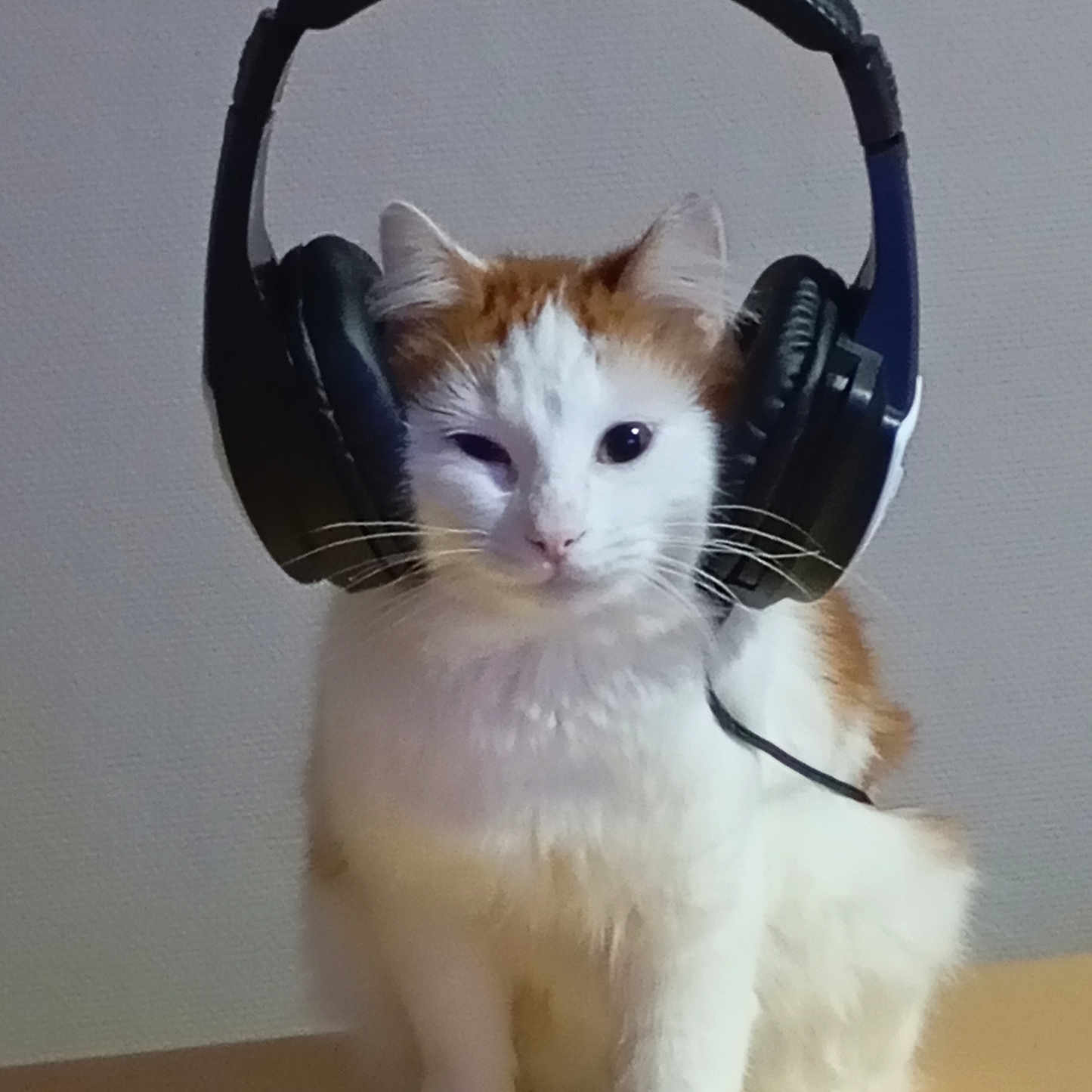 Shiva participe au concours pour gagner de l'argent avec cette photo : angora, animal, cat, clothing, computer, electricaldevice, electronics, face, fur, hardwood, head, headphones, kitten, manx, microphone, person, pet, photography, portrait, wood
