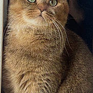 Dixie participe au concours pour gagner de l'argent avec cette photo : cat, feline, golden_brown, fluffy, fur, green_eyes, whiskers, ears, portrait, closeup, sitting, indoors, window, glass, reflection, dark_background, pet, animal, serious_expression, photography