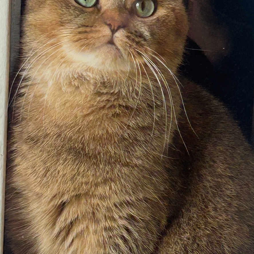Dixie
