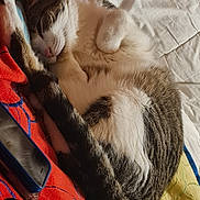 Snow participe au concours pour gagner de l'argent avec cette photo : cat, sleeping, blanket, bed, fur, pet, cozy, closeup, resting, indoor, domestic_animal, cute, tabby, white_fur, pink_nose, paw, tail, phone, colorful, relaxation