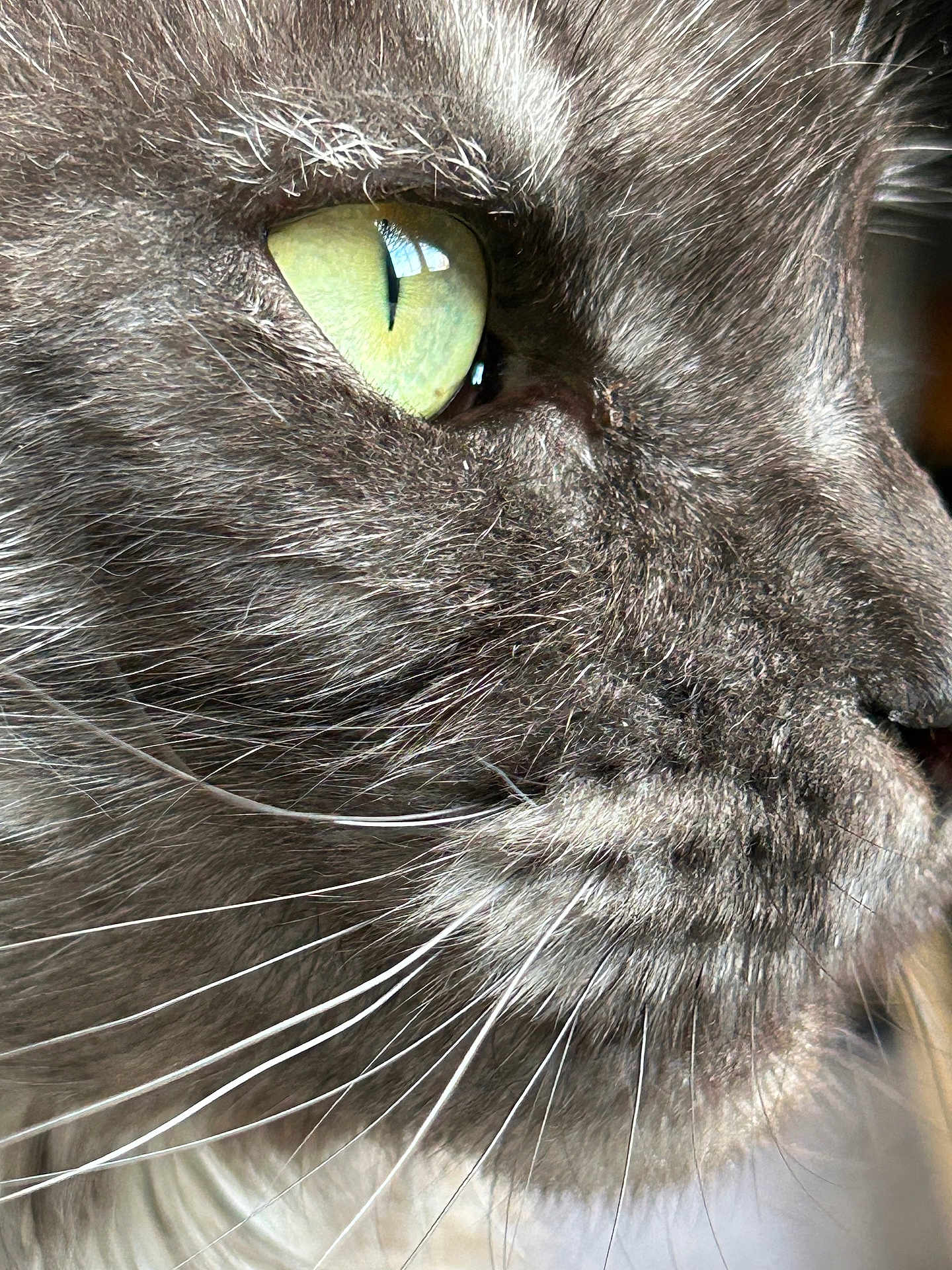 Uillow participe au concours pour gagner de l'argent avec cette photo : cat, feline, close_up, whiskers, green_eye, fur, portrait, macro, pet, domestic_animal, muzzle, nose, profile_view, side_view, indoor, reflection, texture, closeup, pupil, fur_detail