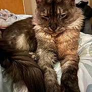 Uillow participe au concours pour gagner de l'argent avec cette photo : cat, long_hair_cat, feline, pet, indoor, bed, blanket, paw, tail, ears, whiskers, close_up, sleepy, fur, portrait, domestic_cat, bedding, cozy, relaxed, room