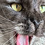 Uillow participe au concours pour gagner de l'argent avec cette photo : cat, close_up, yawning, tongue, whiskers, green_eyes, fur, nose, mouth, pet, animal, portrait, macro, grey_fur, feline, expressive, sharp_detail, indoor, playful, up_close