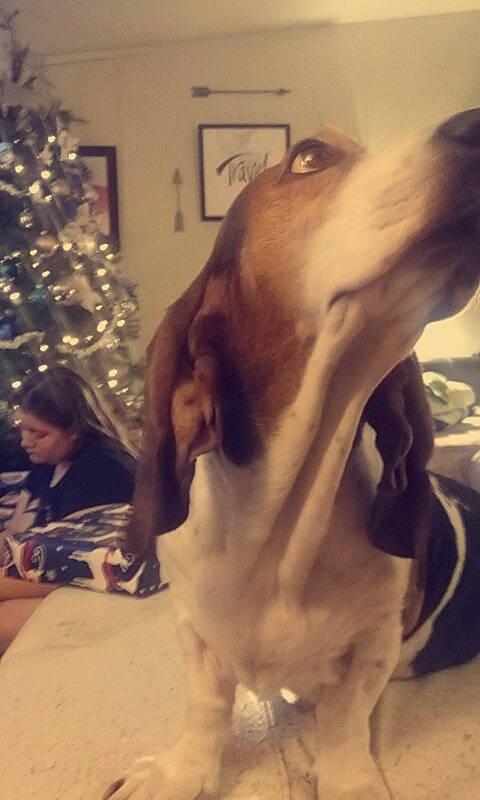 Jazmine is registered to the contest to win money with this photo: basset_artesien_normand, basset_hound, bracco_italiano, canidae, carnivore, coonhound, dog, dog_breed, ear, hound, jaw, mammal, person, schweizer_laufhund, snout, sporting_group, vertebrate