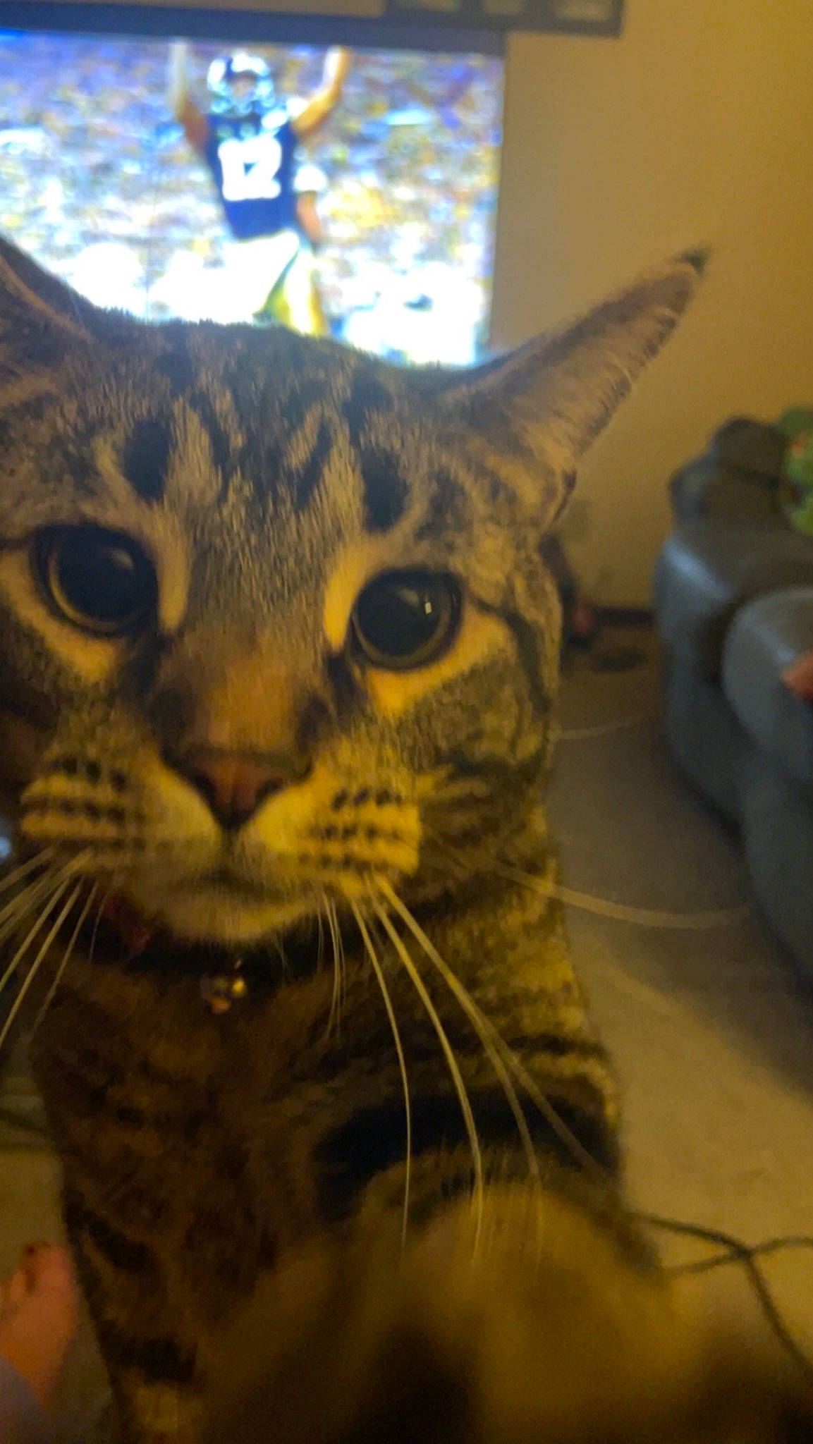 Avery joined the competition — help win amazing prizes! carnivore, cat, close_up, domestic_short_haired_cat, ear, felidae, fur, sky, small_to_medium_sized_cats, snout, terrestrial_animal, whiskers, wildlife, window