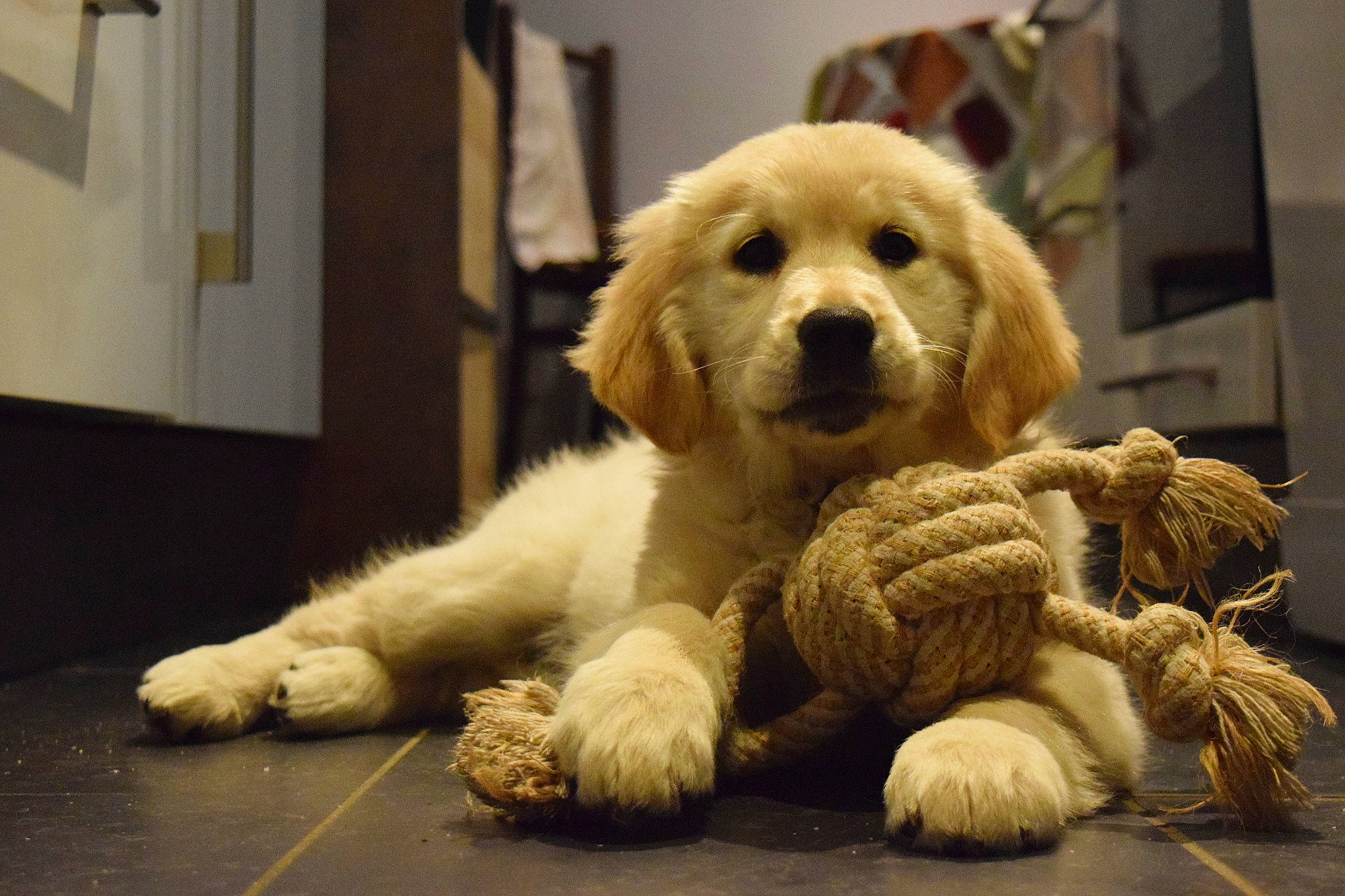 Nara a rejoint le concours — aidez-le/la à gagner de superbes lots ! ancient_dog_breeds, carnivore, companion_dog, dog, dog_breed, fawn, flooring, fur, giant_dog_breed, gun_dog, picture_frame, puppy, snout, terrestrial_animal, toy