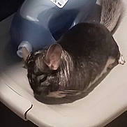 Jhonny joined the competition — help win amazing prizes! chinchilla, animal, pet, resting, table, plastic_table, water_jug, fur, small_mammal, indoor, closeup, gray_fur, whiskers, ears, tail, quiet, sleeping, cute, domestic, rodent