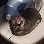 chinchilla, animal, pet, resting, table, plastic_table, water_jug, fur, small_mammal, indoor, closeup, gray_fur, whiskers, ears, tail, quiet, sleeping, cute, domestic, rodent
