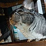 chinchilla, animal, pet, whiskers, fur, close_up, blurry, wood, rodent, cute, small_animal, mammal, indoor, face, ears, sitting, furry, gray, white, fuzzy