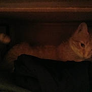 Peach joined the competition — help win amazing prizes! cat, orange_cat, dark, shadow, fabric, cozy, indoor, pet, animal, resting, hidden, low_light, feline, quiet, soft, fur, sleepy, closeup, quiet_moment, warm