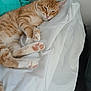 cat, orange_tabby, sleeping, paw_pads, white_sheet, bed, indoor, feline, cute, cozy, relaxed, resting, fur, animal, pet, domestic_cat, whiskers, ears, pink_nose, soft