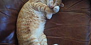 Peach is registered to the contest to win money with this photo: cat, orange_tabby, sleeping, couch, leather, pet, feline, resting, indoor, cozy, relaxed, paw, tail, whiskers, cute, domestic_animal, fur, animal, comfort, home