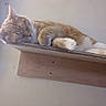Max is registered to the contest to win money with this photo: cat, sleeping, orange_cat, white_paws, wooden_shelf, indoor, resting, nostalgia, timehop, wall, pet, feline, cozy, calm, relaxed, close_up, home, animal, cute, fur