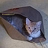 Max joined the competition — help win amazing prizes! cat, paper_bag, floor, indoor, pet, animal, curious, cozy, brown, orange, white, fur, whiskers, ears, eyes, resting, cute, home, domestic, hiding