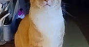 Max joined the competition — help win amazing prizes! cat, orange_cat, white_fur, sitting, wooden_surface, indoor, pet, curious, alert, animal, whiskers, ears, feline, domestic_cat, close_up, quiet, home, shadow, night, watchful