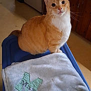 Max is registered to the contest to win money with this photo: cat, orange_cat, white_fur, blanket, embroidered_text, blue_container, indoor, wooden_cabinets, floor, pet, curious, sitting, feline, domestic_cat, household, cozy, fur, ears, whiskers, animal