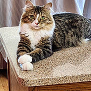 Sampson is registered to the contest to win money with this photo: cat, tabby_cat, green_eyes, white_paws, white_chest, lying_down, countertop, wooden_cabinet, curtain, indoor, pet, feline, fur, looking_at_camera, resting, domestic_animal, household, close_up, animal_portrait, calm