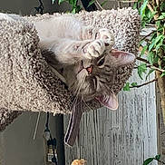 Bobby is registered to the contest to win money with this photo: animal, broom, cat, cushion, herbal, herbs, homedecor, indoors, interiordesign, jar, kitten, linen, manx, pet, plant, planter, pottedplant, pottery, vase, wood