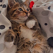 Miaous participe au concours pour gagner de l'argent avec cette photo : adorable, animal, blanket, cat, cozy, cute, feline, fur, indoor, kitten, lying_down, pattern, paws, pet, polka_dot, resting, small, tabby, whiskers, young