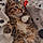 Miaous