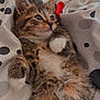 adorable, animal, blanket, cat, cozy, cute, feline, fur, indoor, kitten, lying_down, pattern, paws, pet, polka_dot, resting, small, tabby, whiskers, young