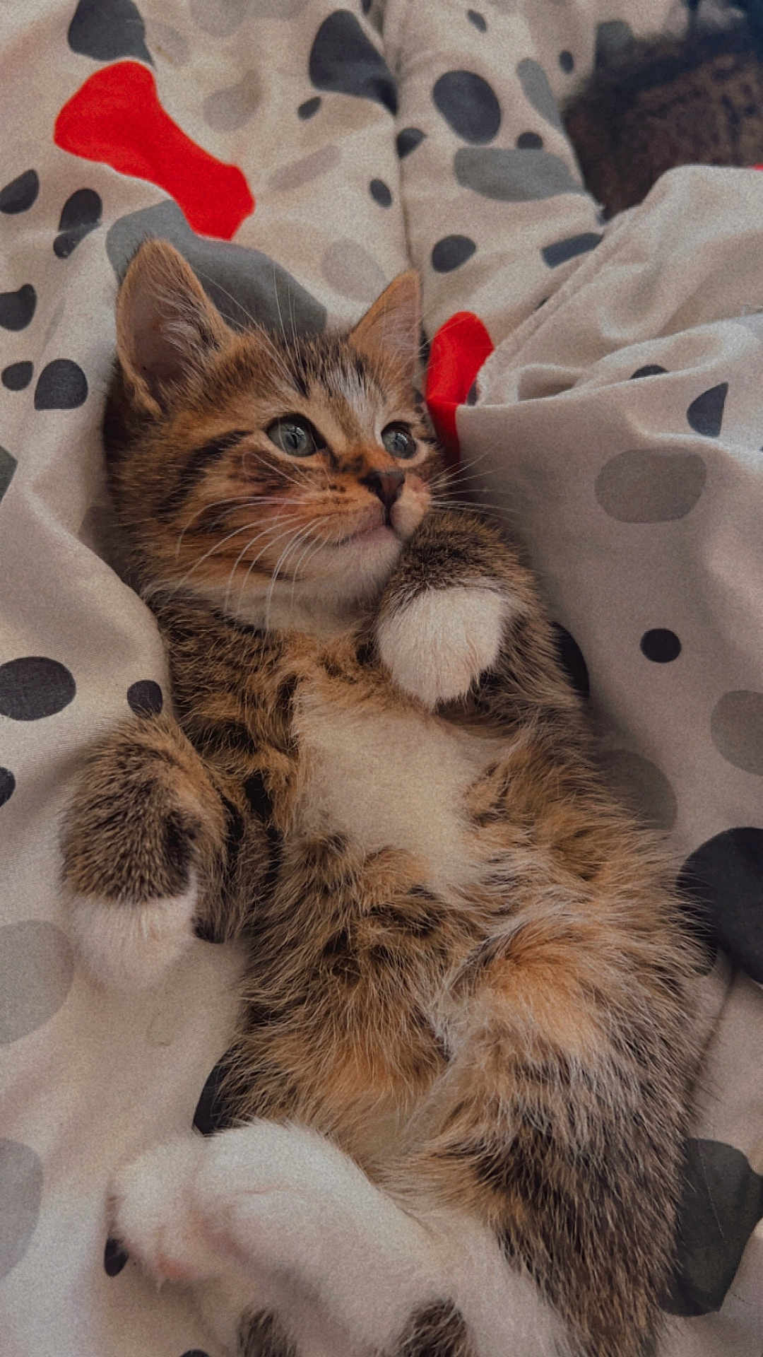 Miaous