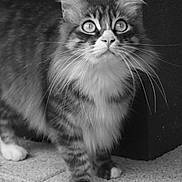 Simba a rejoint le concours — aidez-le/la à gagner de superbes lots ! abyssinian, angora, animal, brasssection, cat, horn, kitten, manx, musicalinstrument, pet, siamese